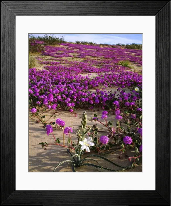 Framed Print : USA; California; A Desert Lily and Sand Verbena Wildflowers in Anza Borrego Desert Framed Print : USA; California; A Desert Lily and Sand Verbena Wildflowers in Anza Borrego Desert
