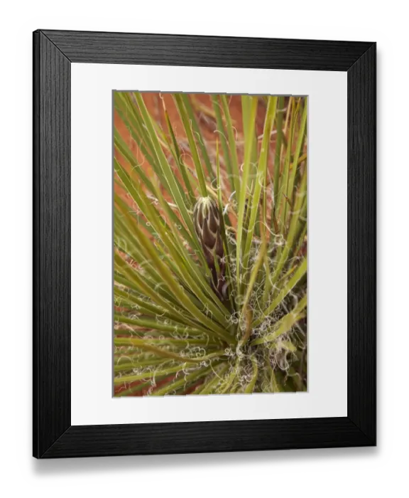 Framed Print : United States, Utah / Arizona Border, Navajo Nation, Monument Valley, Yucca plant Framed Print : United States, Utah / Arizona Border, Navajo Nation, Monument Valley, Yucca plant