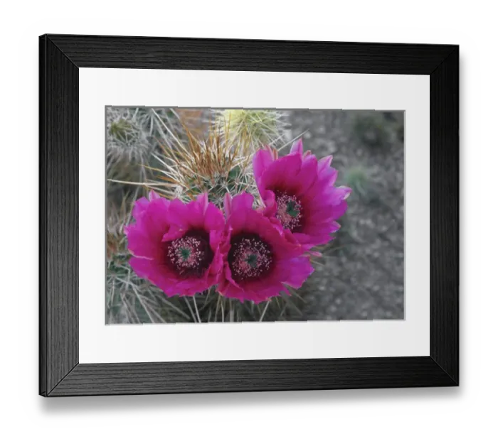Framed Print : Hedgehog cactus (Echinocereus engelmannii) in bloom, Saguaro National Park, Arizona, USA Framed Print : Hedgehog cactus (Echinocereus engelmannii) in bloom, Saguaro National Park, Arizona, USA