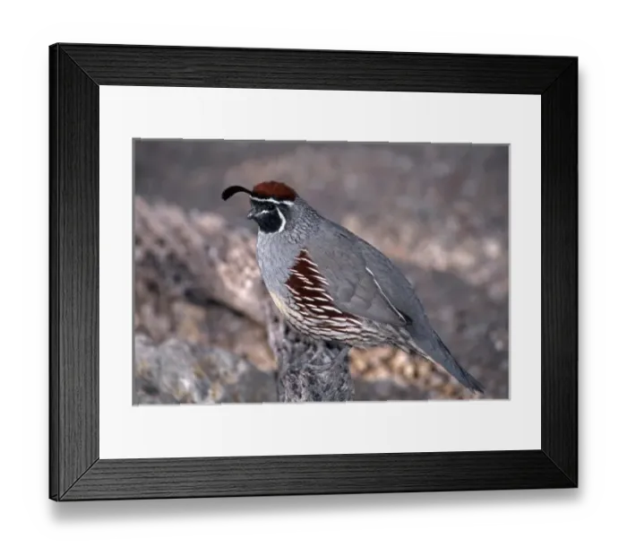 Framed Print : Gambels quail (Lophortyx gambelii), male perched on cholla branch, Saguaro National Park Framed Print : Gambels quail (Lophortyx gambelii), male perched on cholla branch, Saguaro National Park