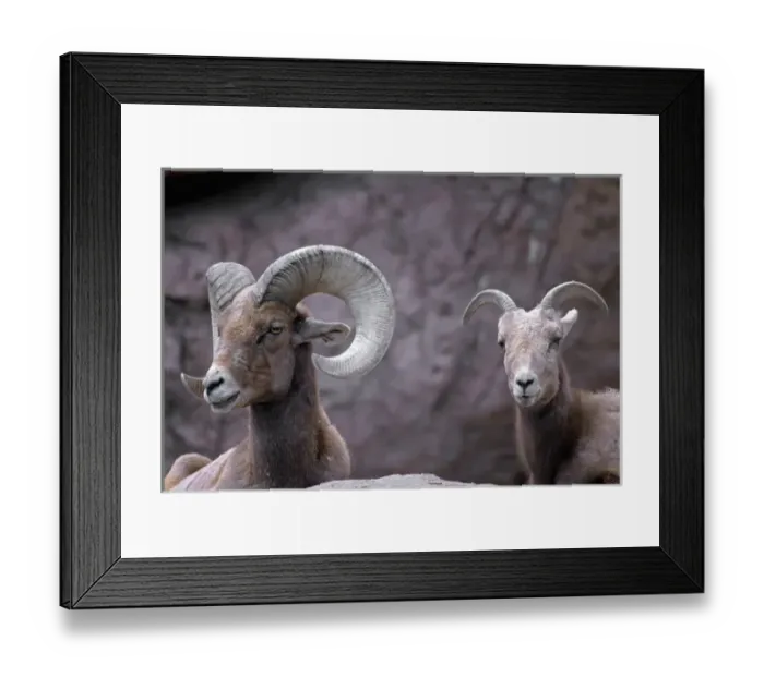 Framed Print : Desert bighorn sheep (Ovis canadensis nelsoni) ram (male) and ewe (female), southern Arizona
