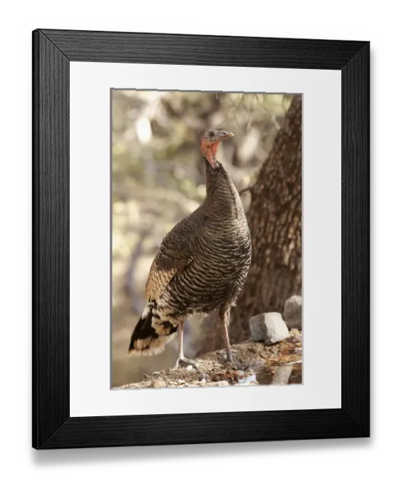 Framed Print : North America, USA, Arizona, Wild Turkey, Meleagris gallopavo, SW Subspecies Framed Print : North America, USA, Arizona, Wild Turkey, Meleagris gallopavo, SW Subspecies