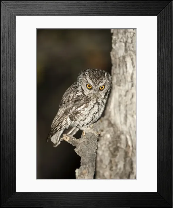 Framed Print : North America, USA, Arizona, Whiskered Screech-Owl, Megascops trichopsis, bird of prey