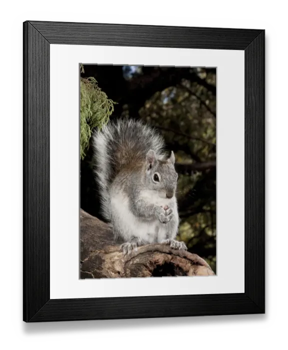 Framed Print : North America, USA, Arizona, SW, Arizona Gray Squirrel, Sciurus arizonensis, eating Framed Print : North America, USA, Arizona, SW, Arizona Gray Squirrel, Sciurus arizonensis, eating