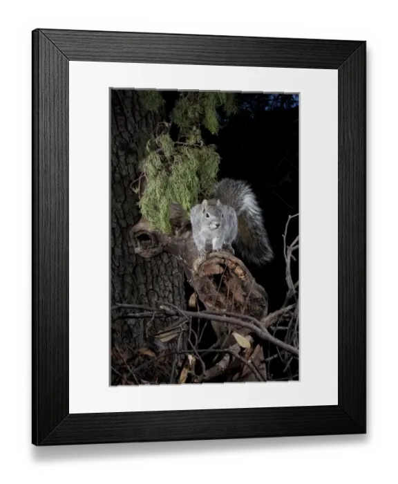 Framed Print : North America, USA, Arizona, SW, Arizona, Arizona Gray Squirrel, Sciurus arizonensis