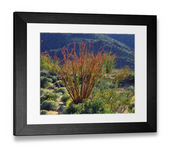 Framed Print : USA; California; Ocotillo Wildflowers in Anza Borrego Desert State Park Framed Print : USA; California; Ocotillo Wildflowers in Anza Borrego Desert State Park