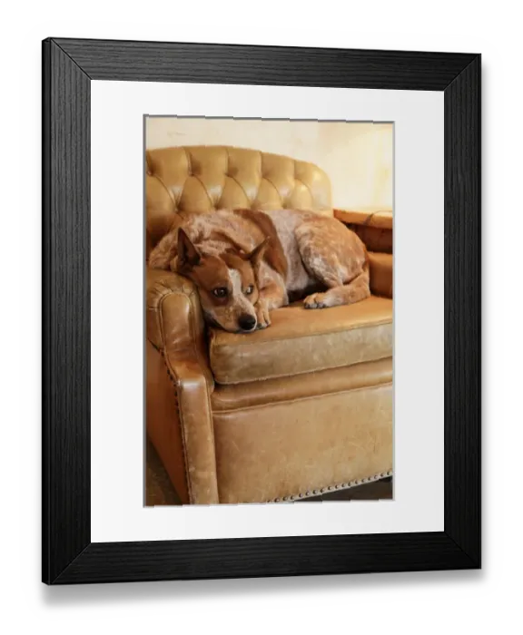 Framed Print : Tucson, Arizona, United States. White Stallion Dude Ranch Framed Print : Tucson, Arizona, United States. White Stallion Dude Ranch