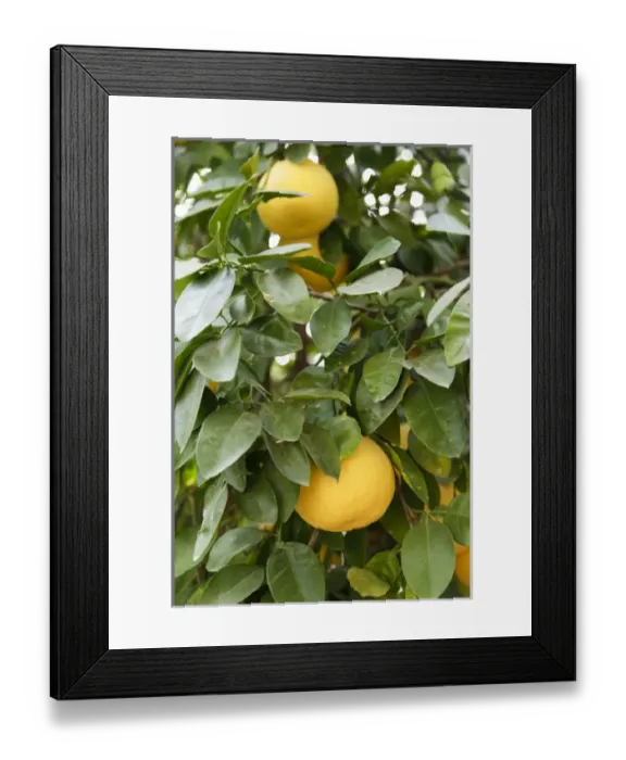 Framed Print : Tucson, Arizona, United States. White Stallion Dude Ranch Framed Print : Tucson, Arizona, United States. White Stallion Dude Ranch