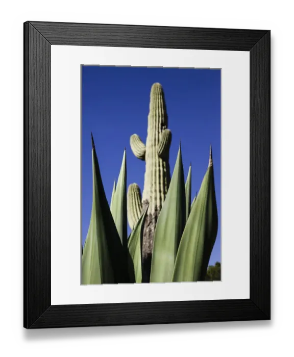 Framed Print : Tucson, Arizona, United States. White Stallion Dude Ranch Framed Print : Tucson, Arizona, United States. White Stallion Dude Ranch