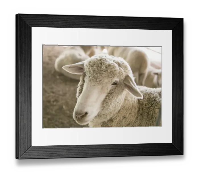 Framed Print : Window Rock, Arizona, USA. Navajo Nation. 4 H competition at the Navajo Nation Fair Framed Print : Window Rock, Arizona, USA. Navajo Nation. 4 H competition at the Navajo Nation Fair