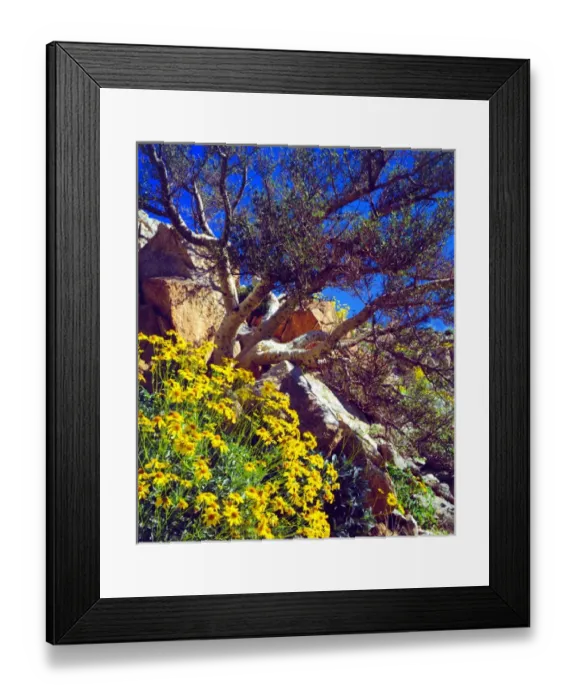 Framed Print : USA; California; Brittlebush and Elephant Tree in Anza Borrego Desert State Park