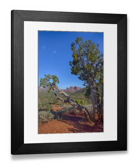 Framed Print : AZ, Sedona, Red Rock Country, Juniper tree and Cathedral Rock Framed Print : AZ, Sedona, Red Rock Country, Juniper tree and Cathedral Rock