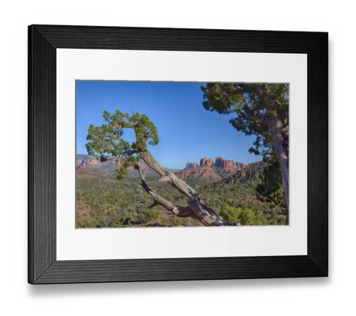 Framed Print : AZ, Sedona, Red Rock Country, Juniper tree and Cathedral Rock Framed Print : AZ, Sedona, Red Rock Country, Juniper tree and Cathedral Rock