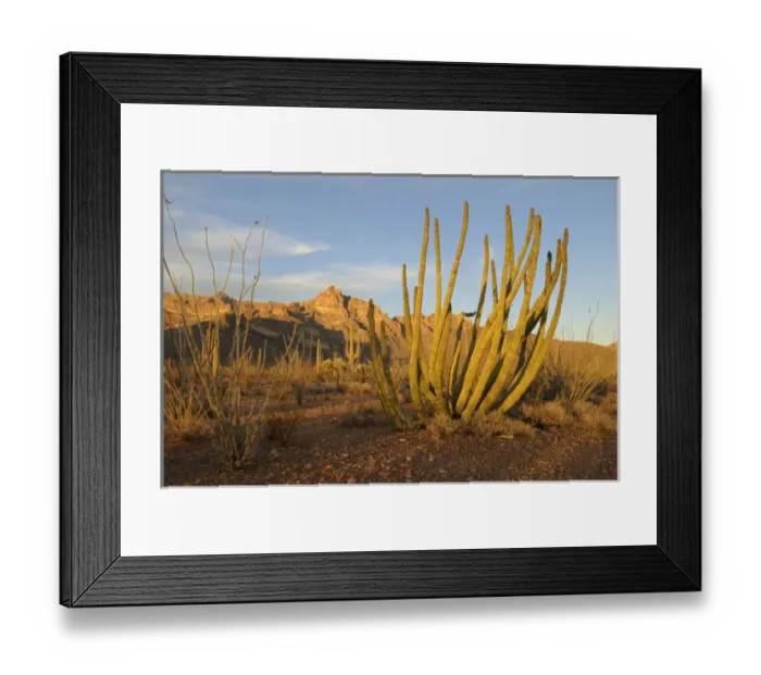 Framed Print : USA, Arizona, Organ Pipe Cactus National Monument Framed Print : USA, Arizona, Organ Pipe Cactus National Monument