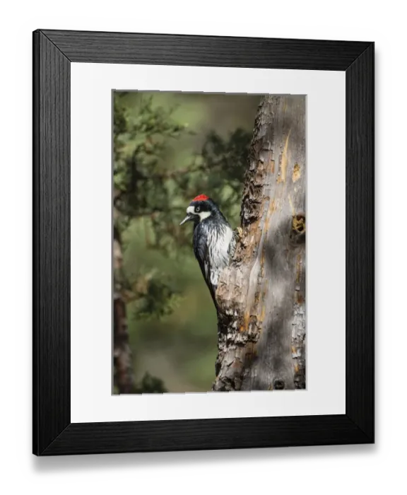 Framed Print : Acorn Woodpecker (Melanerpes formicivorus) on alligator juniper Framed Print : Acorn Woodpecker (Melanerpes formicivorus) on alligator juniper