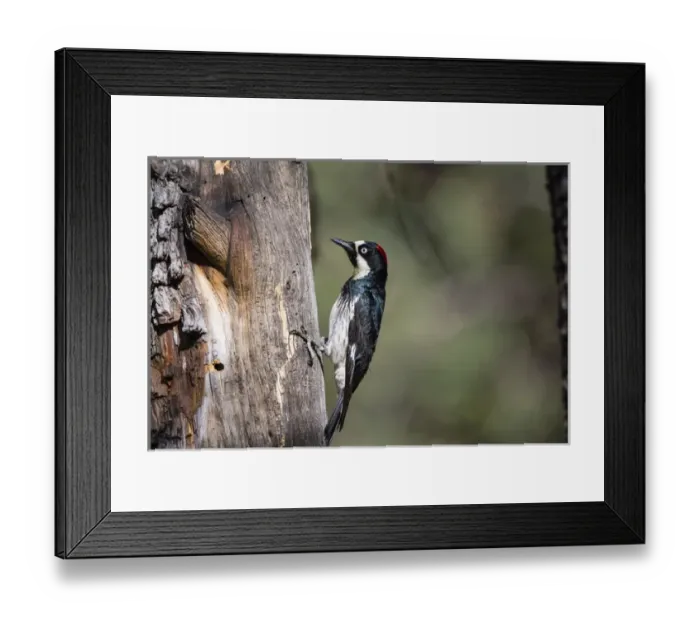Framed Print : Acorn Woodpecker (Melanerpes formicivorus) on alligator juniper Framed Print : Acorn Woodpecker (Melanerpes formicivorus) on alligator juniper