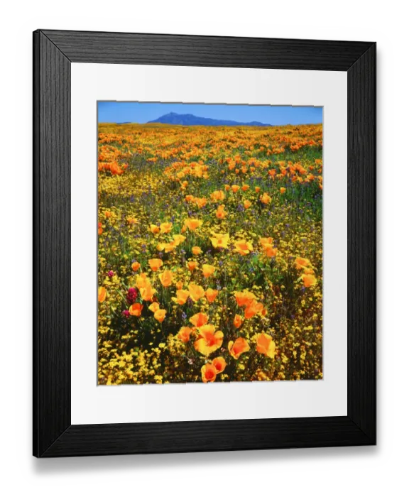Framed Print : USA, California, Cleveland national Forest