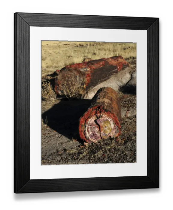 Framed Print : Petrified Logs; Petrified National Park; Holbrook; Arizona; USA Framed Print : Petrified Logs; Petrified National Park; Holbrook; Arizona; USA