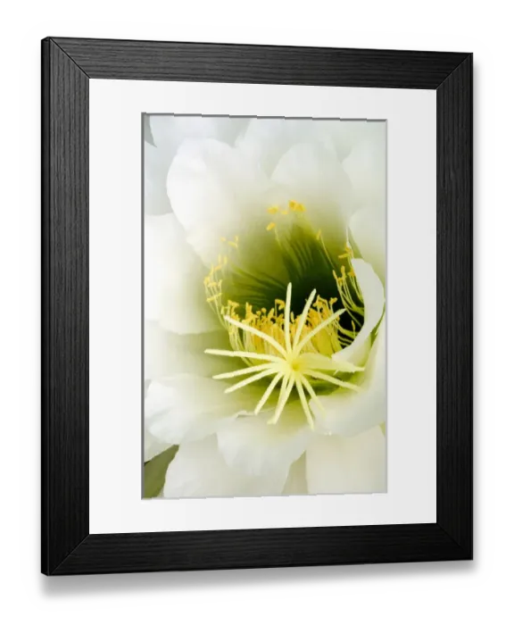 Framed Print : USA, Arizona, Tucson, Night Blooming Cereus Framed Print : USA, Arizona, Tucson, Night Blooming Cereus