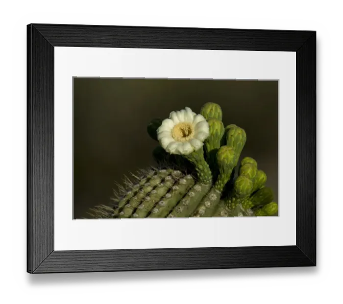 Framed Print : USA, Arizona, Tucson, Saguaro National Park, Flowering Saguaro Framed Print : USA, Arizona, Tucson, Saguaro National Park, Flowering Saguaro