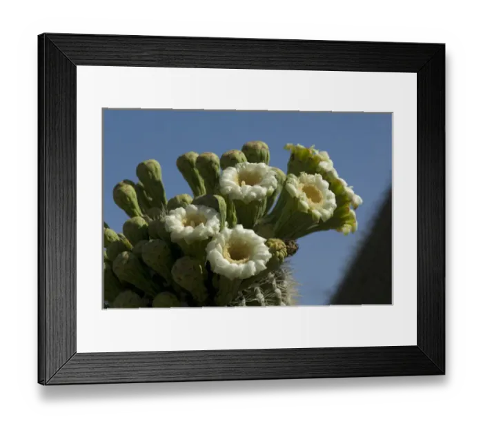 Framed Print : USA, Arizona, Tucson, Saguaro National Park, Flowering Saguaro