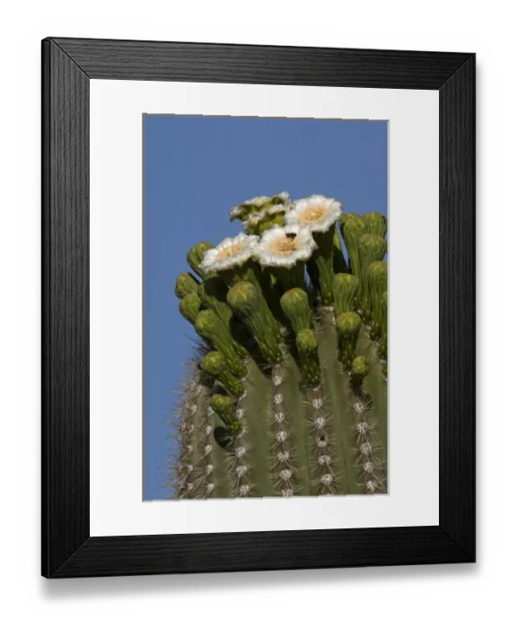 Framed Print : USA, Arizona, Tucson, Saguaro National Park, Flowering Saguaro Framed Print : USA, Arizona, Tucson, Saguaro National Park, Flowering Saguaro