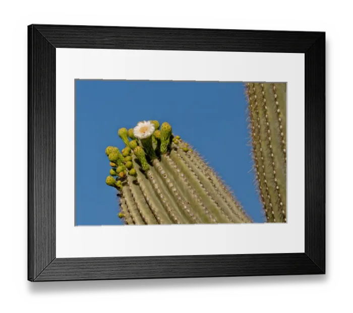 Framed Print : USA, Arizona, Tucson, Saguaro National Park, Flowering Saguaro Framed Print : USA, Arizona, Tucson, Saguaro National Park, Flowering Saguaro