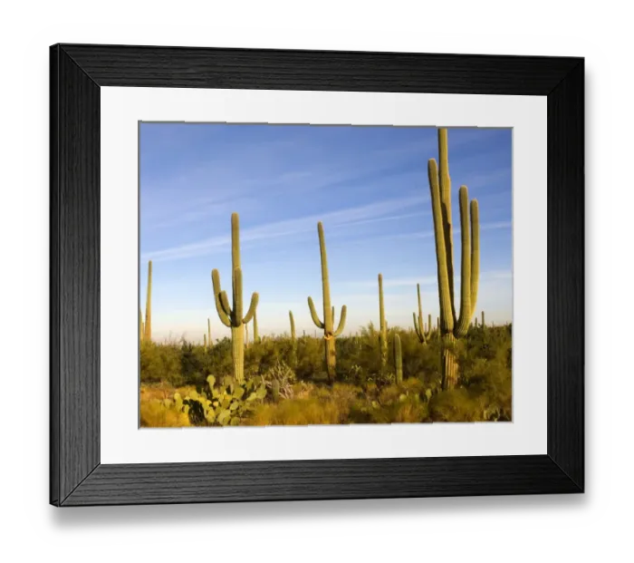 Framed Print : USA, Arizona, Tucson, Saguaro National Park Framed Print : USA, Arizona, Tucson, Saguaro National Park