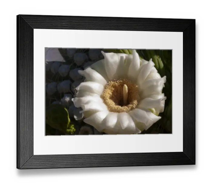 Framed Print : USA, Arizona, Tucson, Saguaro National Park, Flowerind Saguaro Framed Print : USA, Arizona, Tucson, Saguaro National Park, Flowerind Saguaro