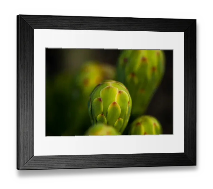 Framed Print : USA, Arizona, Tucson, Saguaro National Park, Flowering Saguaro
