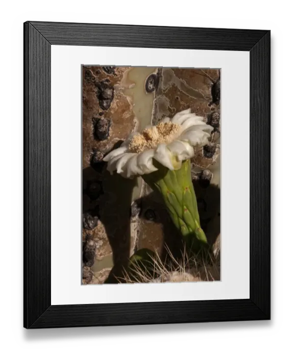 Framed Print : USA, Arizona, Tucson, Saguaro National Park, Flowering Saguaro Framed Print : USA, Arizona, Tucson, Saguaro National Park, Flowering Saguaro