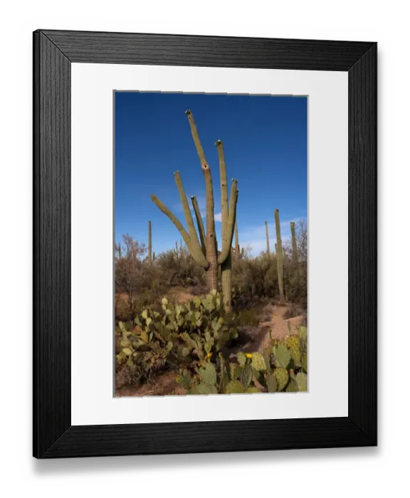 Framed Print : USA, Arizona, Tucson, Saguaro National Park