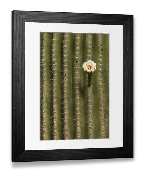 Framed Print : USA, Arizona, Tucson, Tucson Mountian Park Framed Print : USA, Arizona, Tucson, Tucson Mountian Park