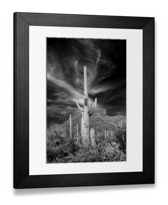 Framed Print : USA, Arizona, Tucson, Saguaro National Park (west) Framed Print : USA, Arizona, Tucson, Saguaro National Park (west)