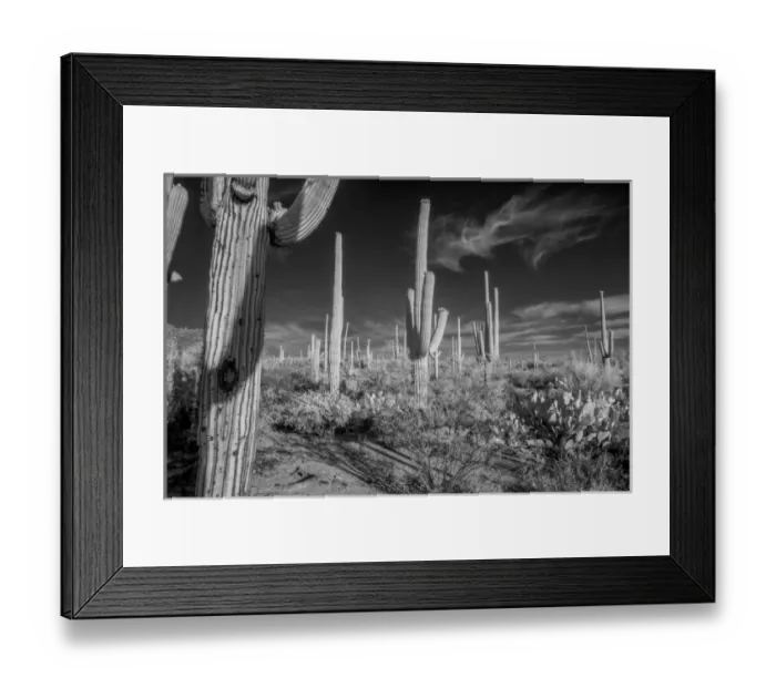 Framed Print : USA, Arizona, Tucson, Saguaro National Park (west) Framed Print : USA, Arizona, Tucson, Saguaro National Park (west)