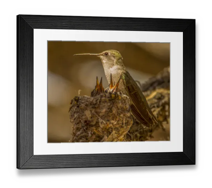 Framed Print : USA, Arizona, Tucson, Humming bird nest Framed Print : USA, Arizona, Tucson, Humming bird nest