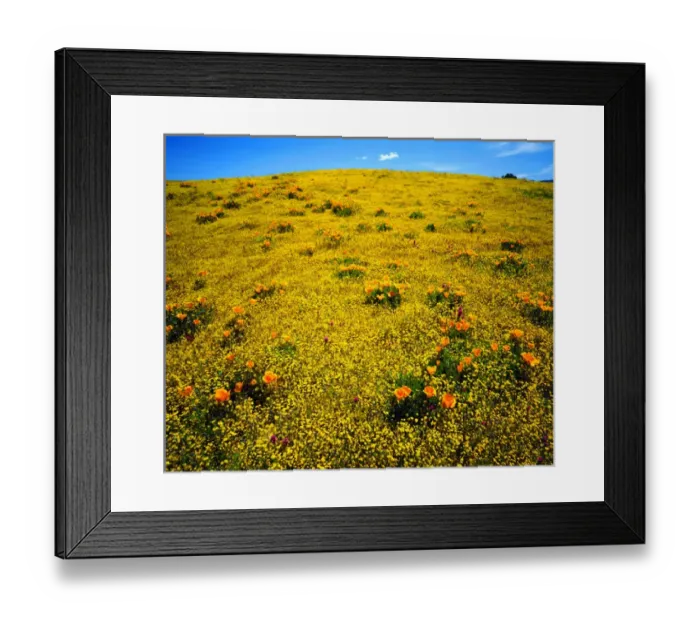 Framed Print : USA; California; San Diego. A Wildflowers in Cleveland National Forest after Framed Print : USA; California; San Diego. A Wildflowers in Cleveland National Forest after