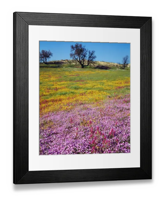 Framed Print : USA, California, San Diego. Wildflowers inCleveland National Forest after the Cedar fire Framed Print : USA, California, San Diego. Wildflowers inCleveland National Forest after the Cedar fire