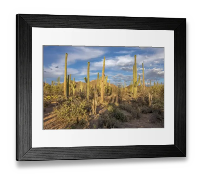 Framed Print : USA, Arizona, Tucson, Saguaro National Park (west)