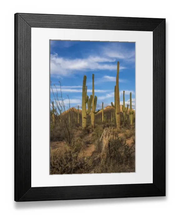 Framed Print : USA, Arizona, Tucson, Saguaro National Park (west) Framed Print : USA, Arizona, Tucson, Saguaro National Park (west)
