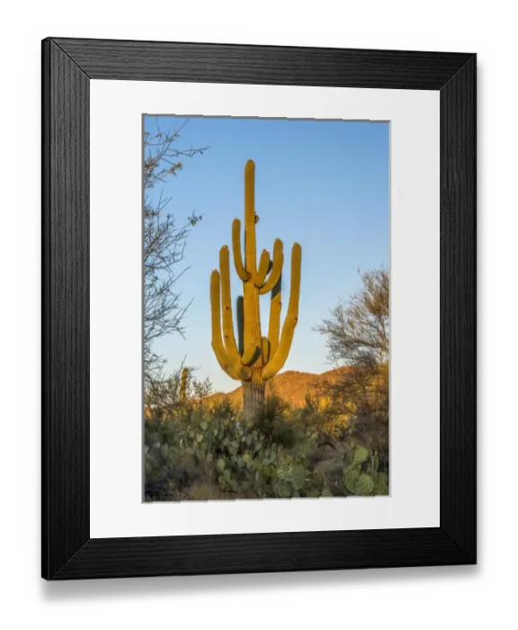 Framed Print : USA, Arizona, Tucson, Saguaro National Park (west) Framed Print : USA, Arizona, Tucson, Saguaro National Park (west)