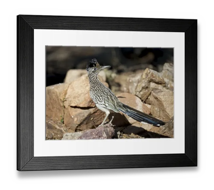 Framed Print : A Road runner pauses momentarily on its search on the desert floor for grubs Framed Print : A Road runner pauses momentarily on its search on the desert floor for grubs