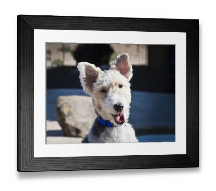 Framed Print : Portrait of a Fox Terrier puppy sitting poolside Framed Print : Portrait of a Fox Terrier puppy sitting poolside