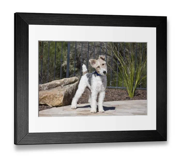 Framed Print : A Fox Terrier puppy standing on a patio next to a rock