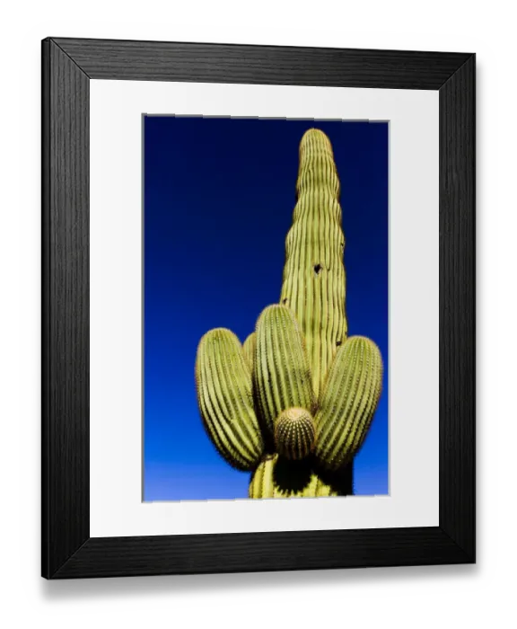 Framed Print : Tuscon, Arizona. Low angle of a Saguaro Cactus Framed Print : Tuscon, Arizona. Low angle of a Saguaro Cactus