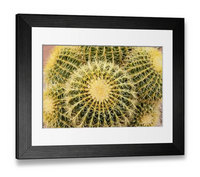 Framed Print : Tucson, Arizona, United States. Close up of a cactus at the White Stallion Dude Ranch