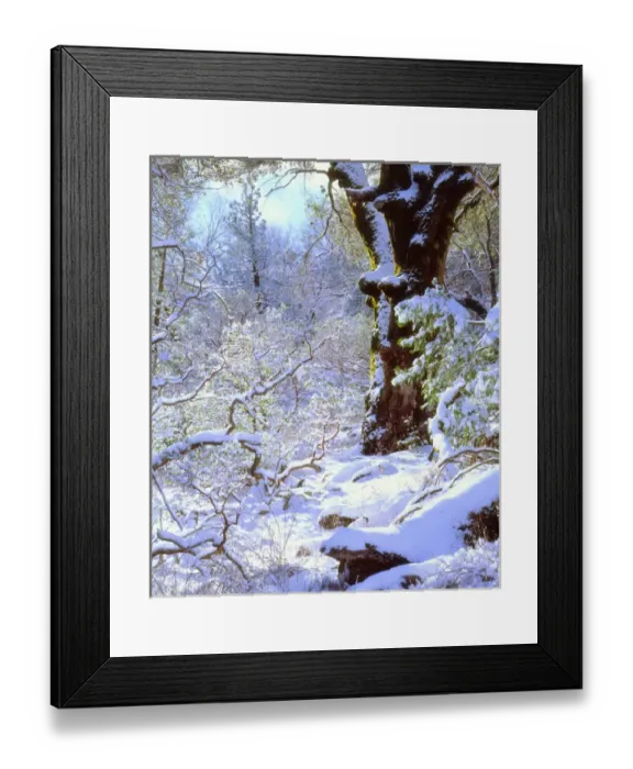 Framed Print : USA; California; San Diego. A Snow covered trees in Cuyamaca Rancho State Park Framed Print : USA; California; San Diego. A Snow covered trees in Cuyamaca Rancho State Park