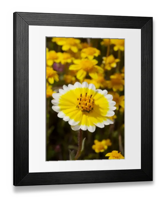 Framed Print : USA; California; San Diego. ATidy Tip Wildflowers in Cuyamaca Rancho State Park Framed Print : USA; California; San Diego. ATidy Tip Wildflowers in Cuyamaca Rancho State Park