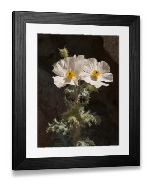 Framed Print : USA, California, Anza-Borrego Desert State Park, Prickly poppy on Palm Canyon Trail Framed Print : USA, California, Anza-Borrego Desert State Park, Prickly poppy on Palm Canyon Trail