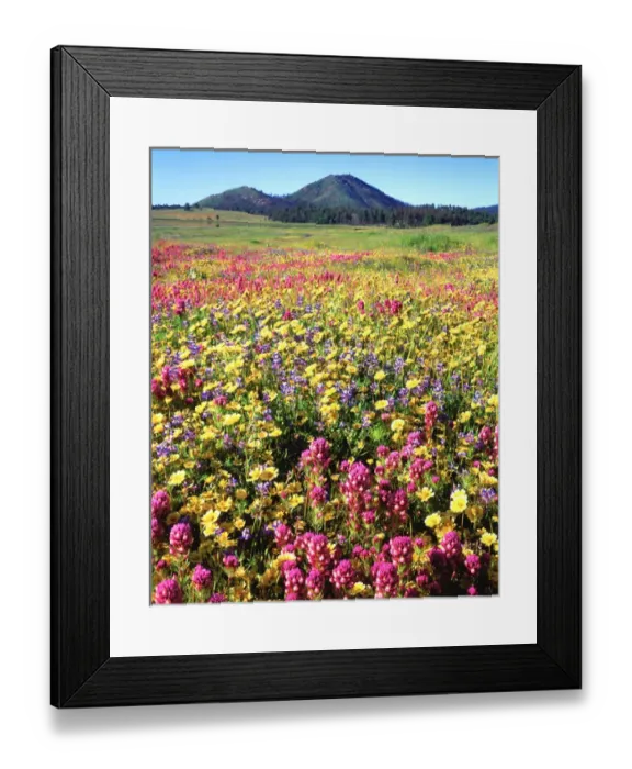 Framed Print : USA, California, San Diego. Cuyamaca Rancho State Park, Wildflowers near Cuyamaca Lake Framed Print : USA, California, San Diego. Cuyamaca Rancho State Park, Wildflowers near Cuyamaca Lake